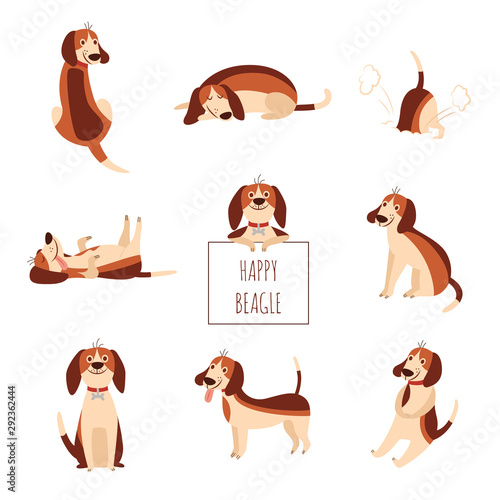Cute beagle dog or puppy set of flat cartoon vector illustration isolated on white.