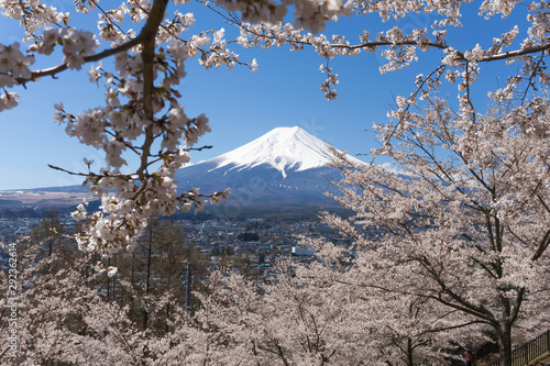 Mt.Fuji with sakura blooming season