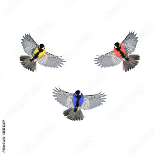 three birds multi-colored Tits with large wings fly on white isolated background