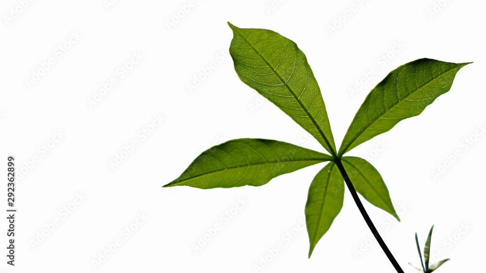 The leaves of the Adansonia digitata baobab tree on a white background The leaves of the Adansonia digitata baobab tree on a white background