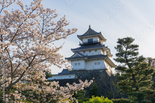 Kakegawa castle with sakura blooming season