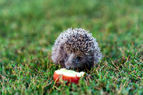 Prickly hedgehog on a green grass near the apple