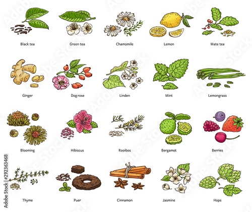Hand drawn types of loose leaf tea and decoration