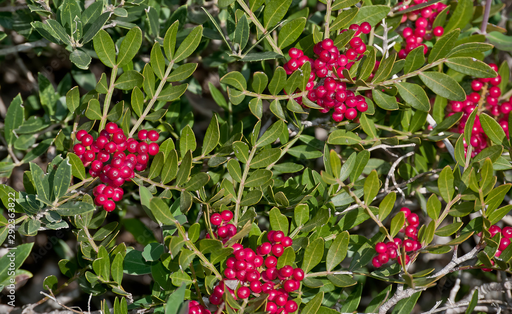 Arbusto de fruto rojo sobre hoja verde, lenticsus Arbusto de fruto rojo sobre hoja verde, lenticsus