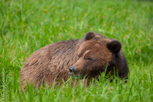 Wallpaper Mural Grizzly Bear in British Columbia Great Bear Rainforest Torontodigital.ca