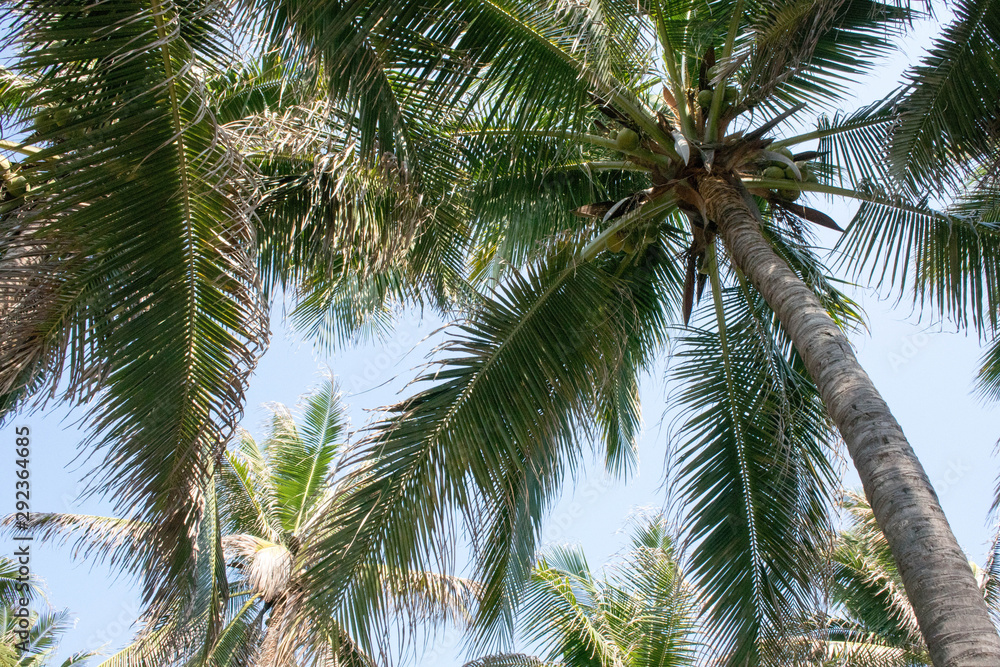 Fototapeta premium Textures of palm trees on the beach