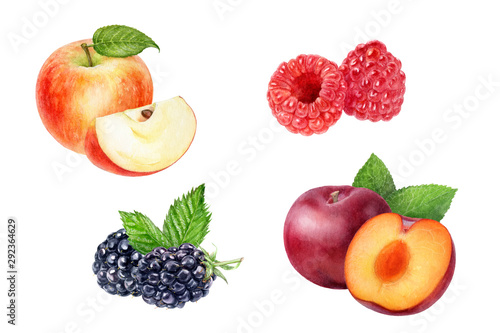 Fototapeta Naklejka Na Ścianę i Meble -  apple blackberry plum raspberry set watercolor isolated on white background