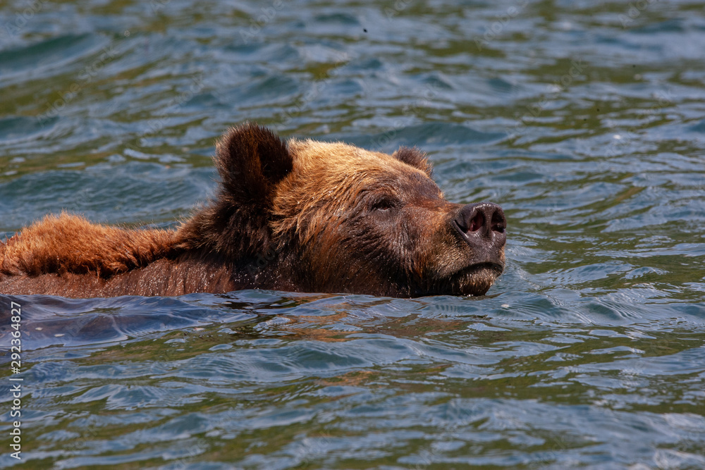 Grizzly Bear in British Columbia Great Bear Rainforest Grizzly Bear in British Columbia Great Bear Rainforest