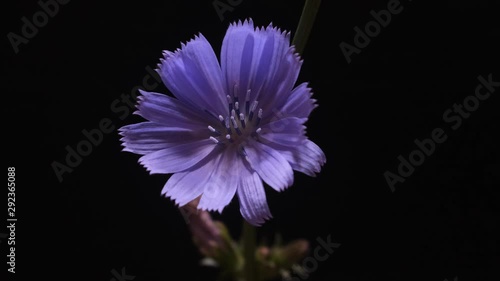 Timelapse of blue chicory flower blooming on black background photo
