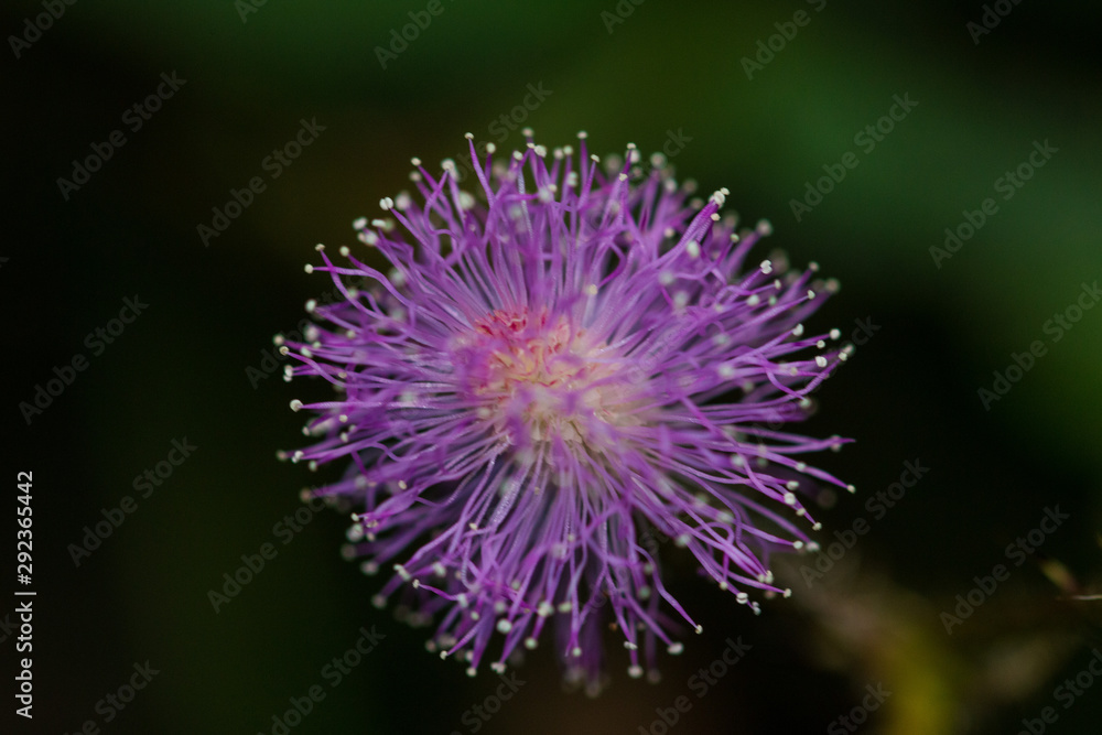 Mimosa flower