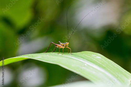 grasshopper on leaf © Richard Goh