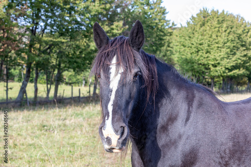 beautiful dark horse head portrait on the paddock