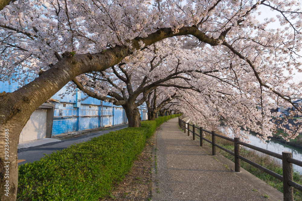 Sakura tunnel blooming at Fukura river, Tottori, Japan Sakura tunnel blooming at Fukura river, Tottori, Japan