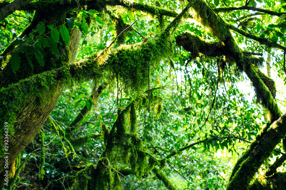Fototapeta premium Old trees with lichen and moss in Russian forest