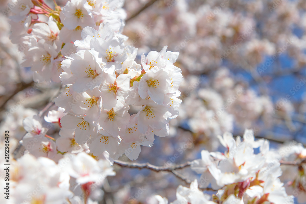 cherry blossom sakura flower bloom