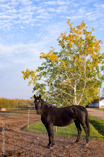 Black horse in autumn, Hortobagy, Hungary photo