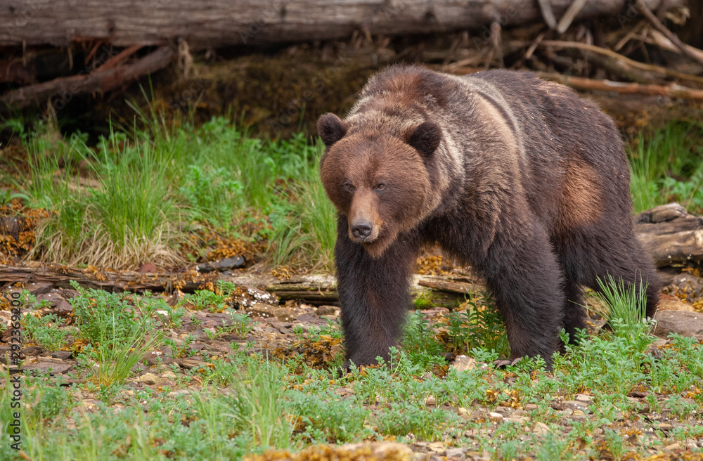 Grizzly Bear in British Columbia Great Bear Rainforest