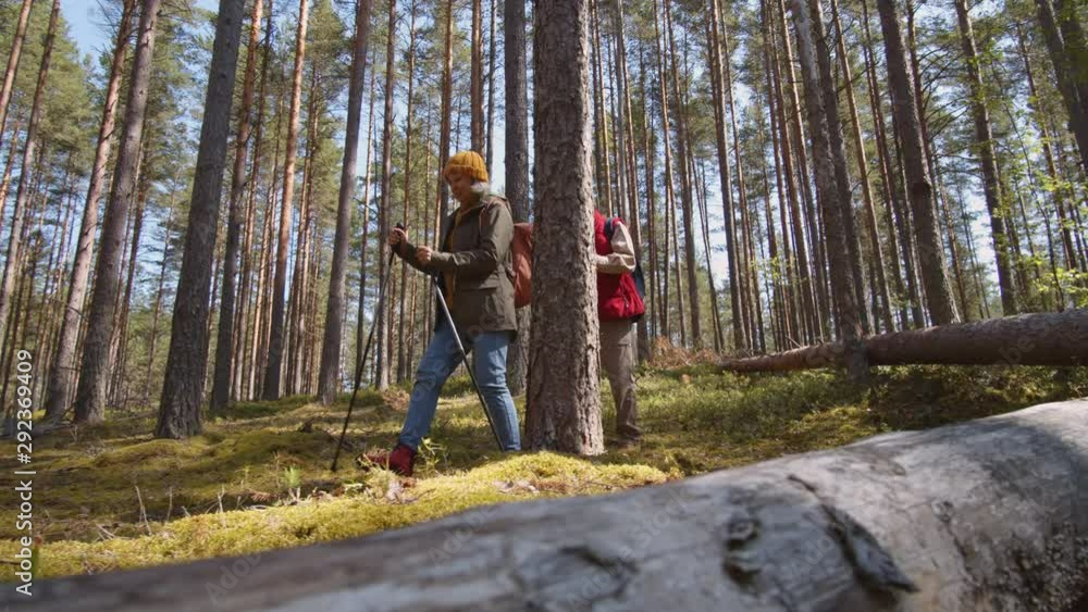 Wide shot of Caucasian old sportsman and sportswoman wearing warm clothes walking together with ski poles in woods Wide shot of Caucasian old sportsman and sportswoman wearing warm clothes walking together with ski poles in woods