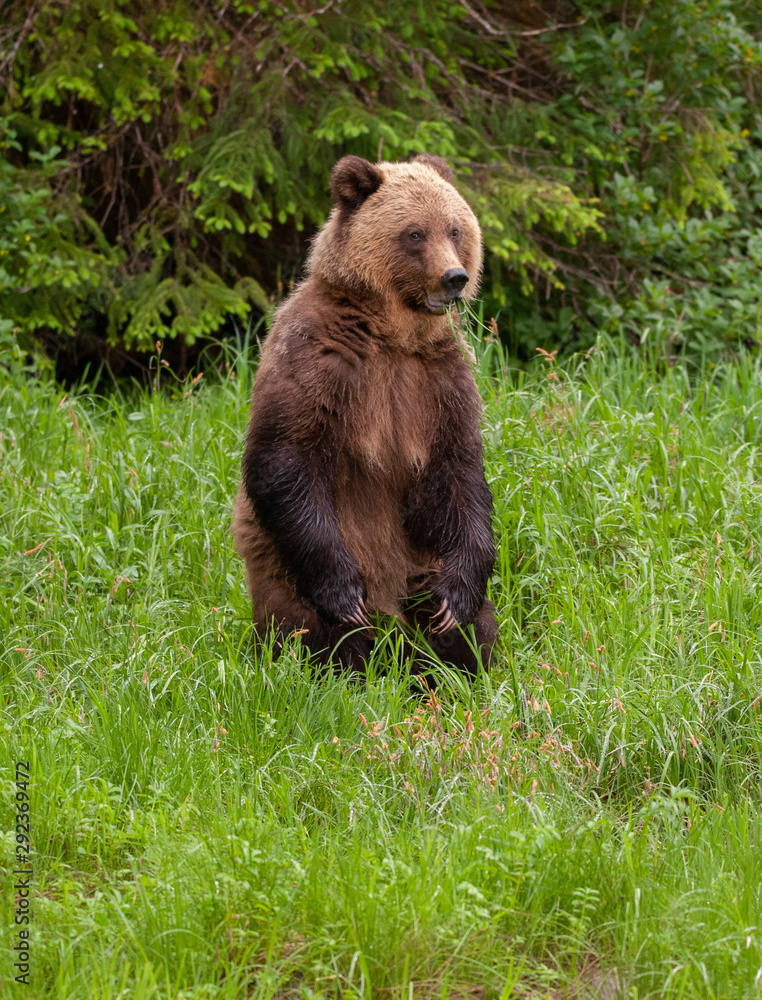 Fototapeta premium Grizzly Bear in British Columbia Great Bear Rainforest