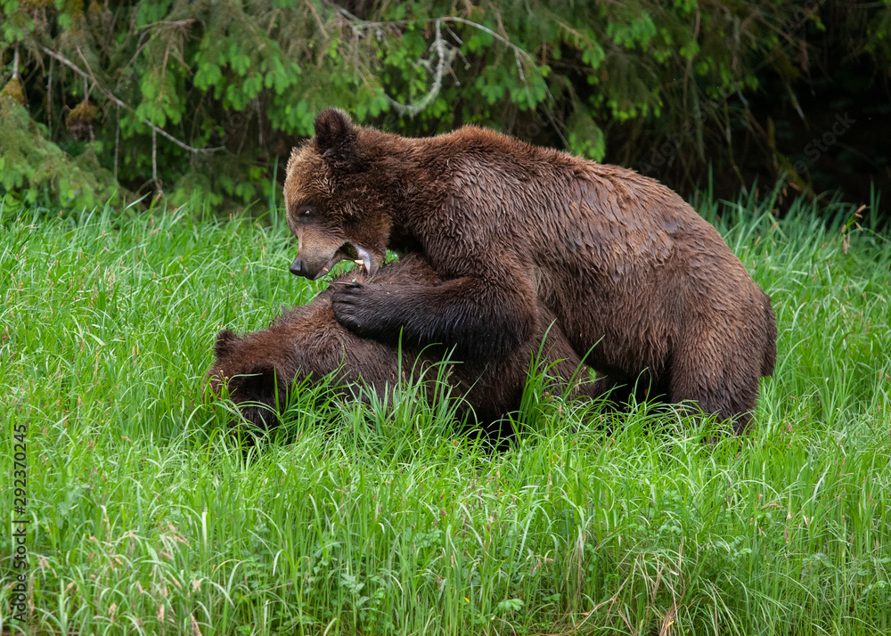 Grizzly Bear in British Columbia Great Bear Rainforest Grizzly Bear in British Columbia Great Bear Rainforest