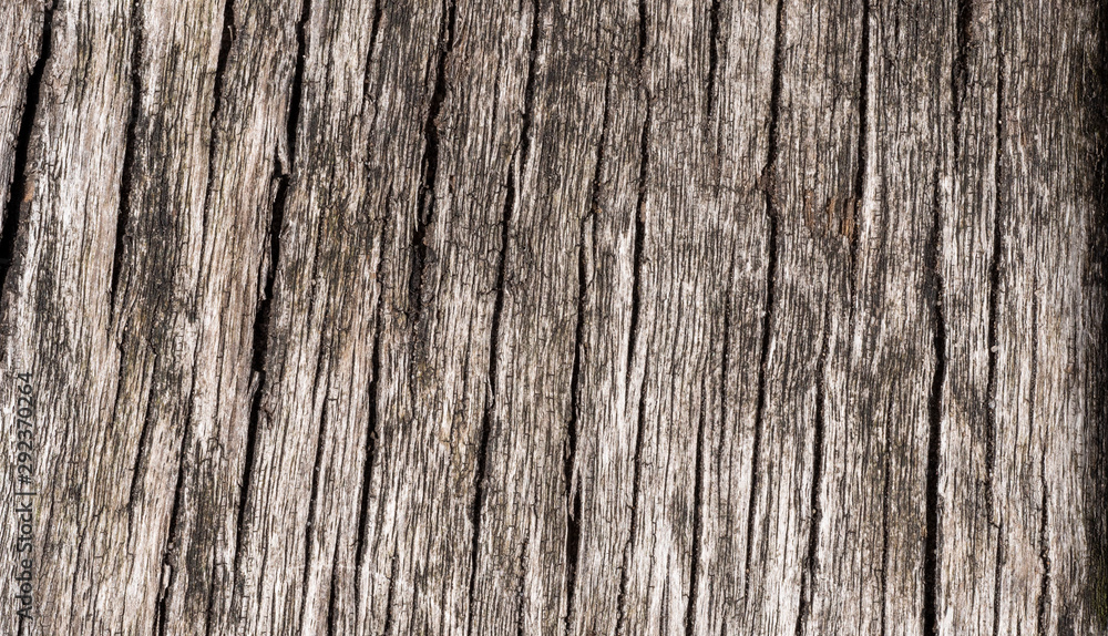 Macro of Wooden plank texture close up Macro of Wooden plank texture close up