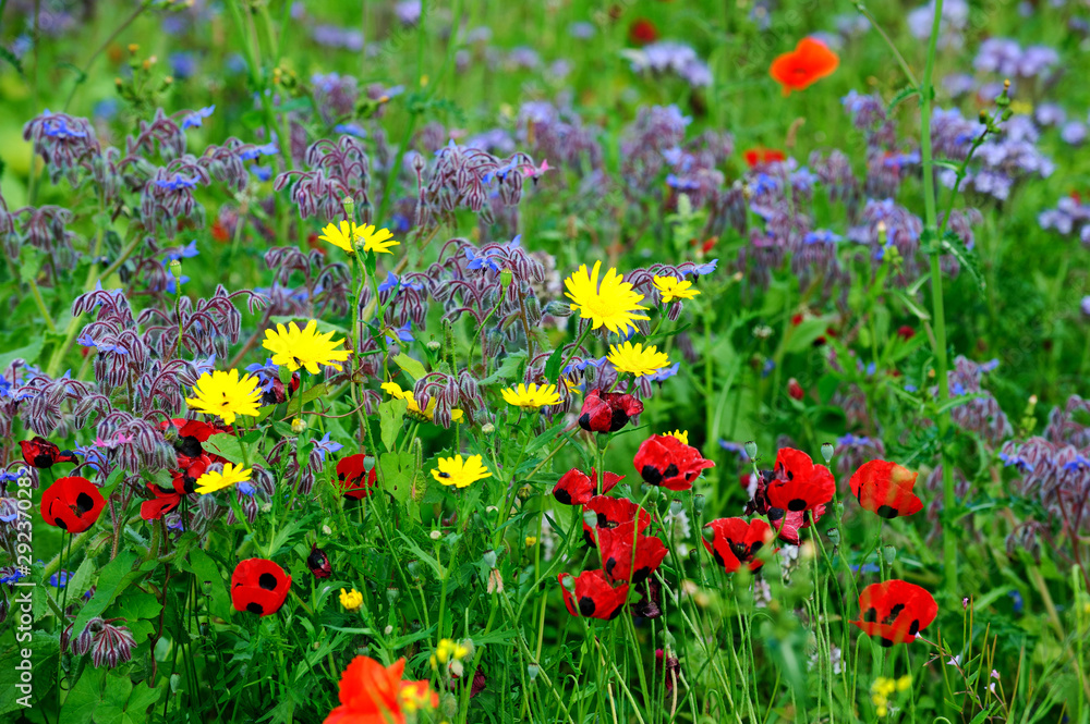 Fototapeta premium Summers colourful meadow