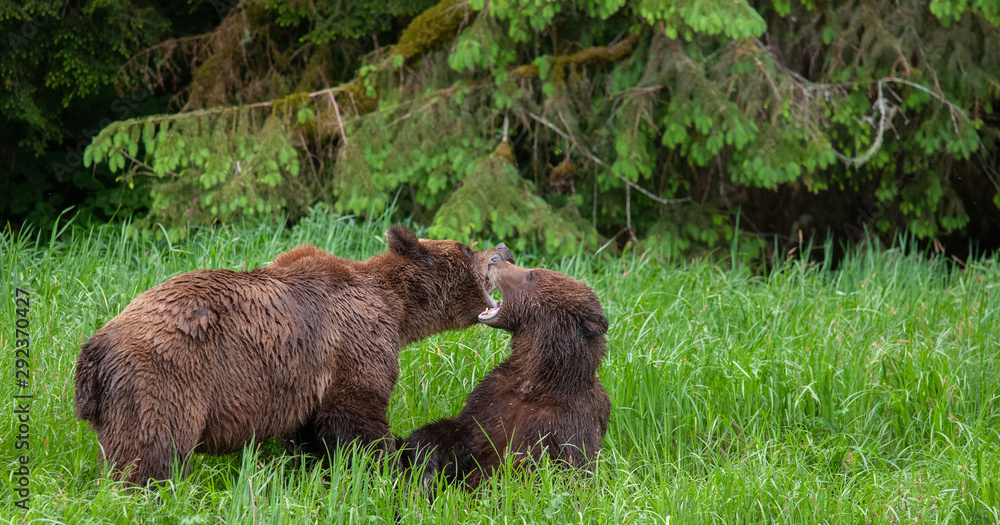 Grizzly Bear in British Columbia Great Bear Rainforest Grizzly Bear in British Columbia Great Bear Rainforest