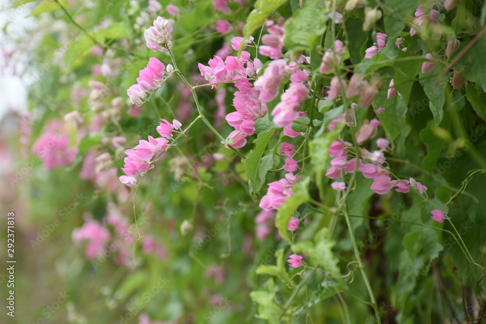 pink flower near by the rural road 