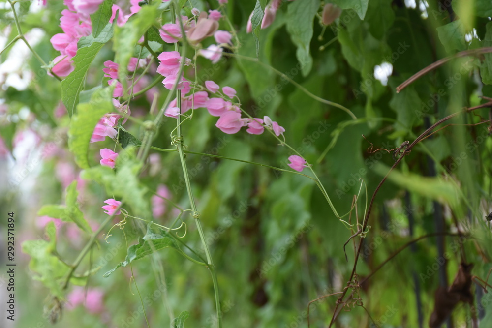 pink flower near by the rural road pink flower near by the rural road