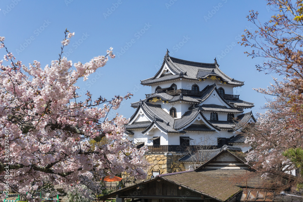 Hikone castle with sakura blooming season