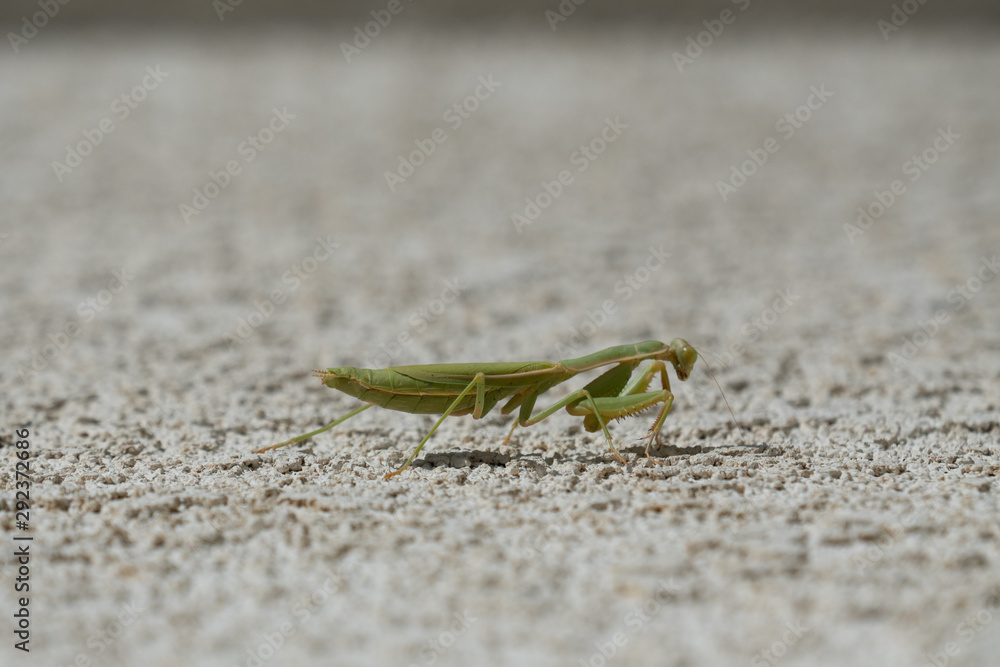 mantis on a white background