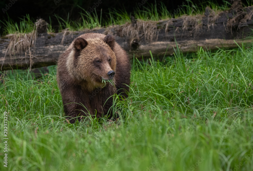 Grizzly Bear in British Columbia Great Bear Rainforest Grizzly Bear in British Columbia Great Bear Rainforest