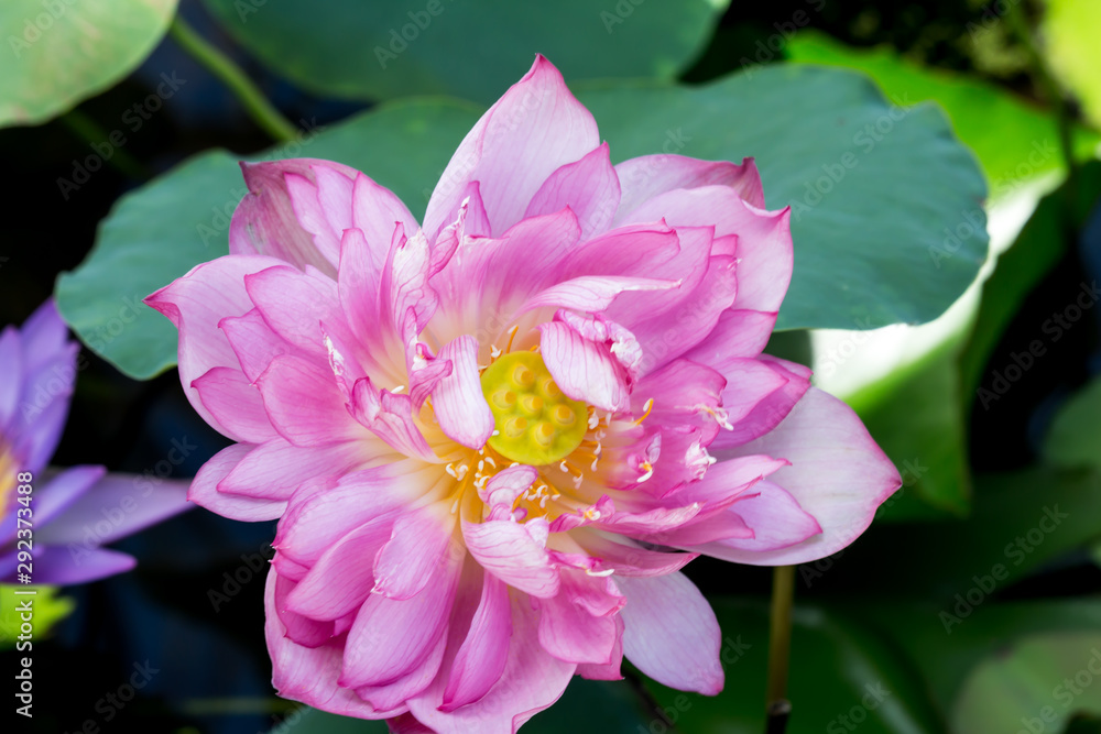 Blooming Lotus Flower or Water Lily in the park. Blooming Lotus Flower or Water Lily in the park.