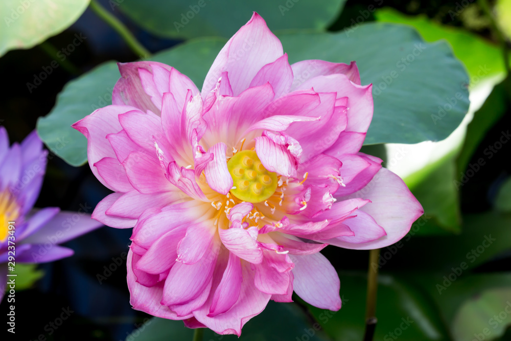 Blooming Lotus Flower or Water Lily in the park. Blooming Lotus Flower or Water Lily in the park.