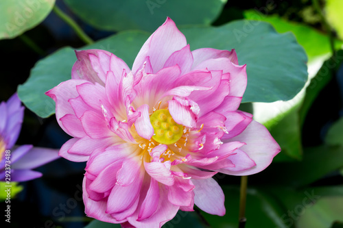 Blooming Lotus Flower or Water Lily in the park.