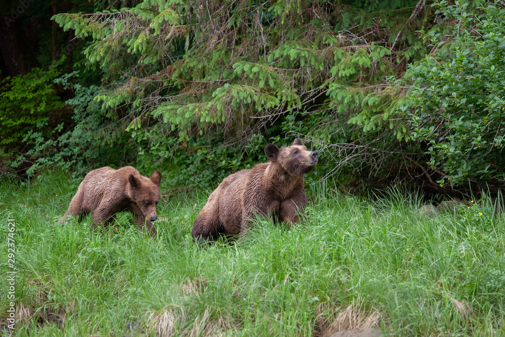 Grizzly Bear in British Columbia Great Bear Rainforest Grizzly Bear in British Columbia Great Bear Rainforest