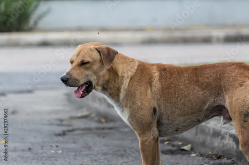 Vagrant dog on the street. © Napob