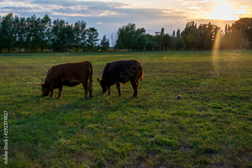Kühe, Rinder auf einer Weide im Elsebruch, einer Flussniederung bei Bünde in Ostwestfalen. Es ist ein Sommerabend und die Sonne ist kurz vorm untergehen.