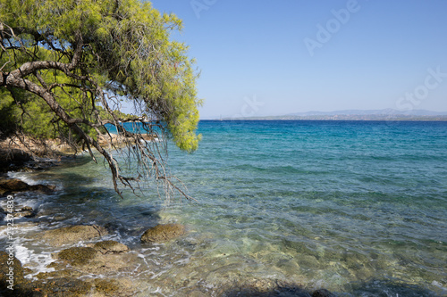 Spetses Island. Zogeria beach, pebble, rock and pine trees landscape. Transparent water of agean sea. Greece