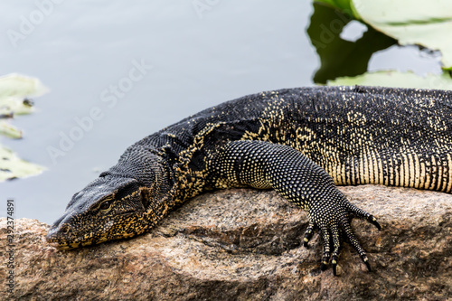 Varanus salvator Lying on a rock in the park.