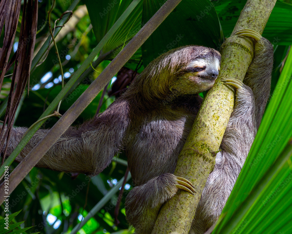 Fototapeta premium Three Toed Bradypus Sloth