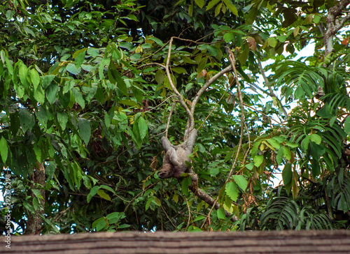 Three Toed Bradypus Sloth photo