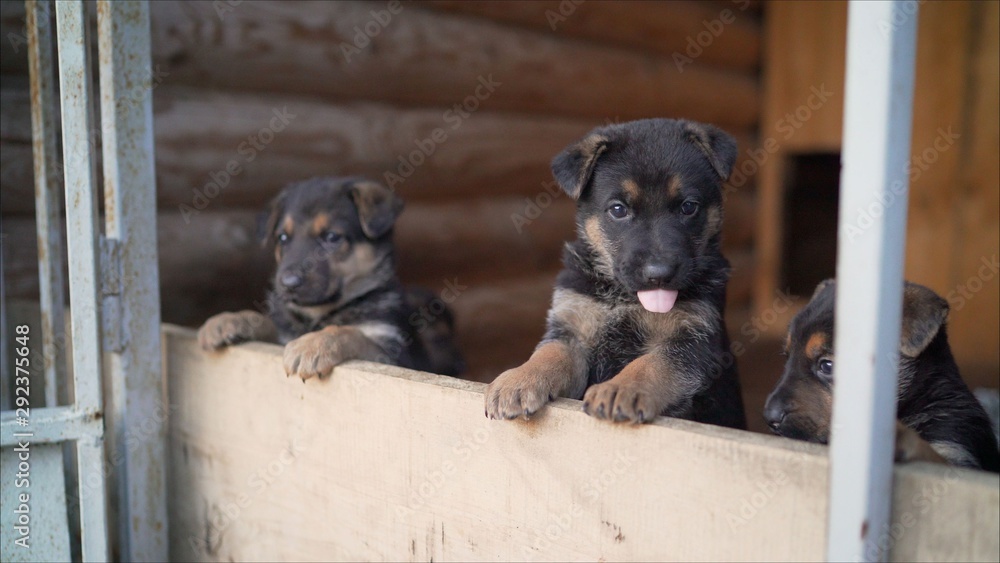 newborn german shepherd puppies pictures