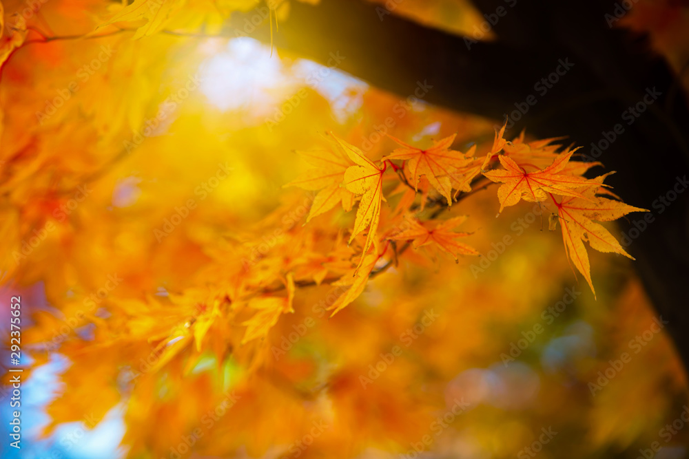 Autumn orange Maple Tree with softly blurred background Autumn orange Maple Tree with softly blurred background