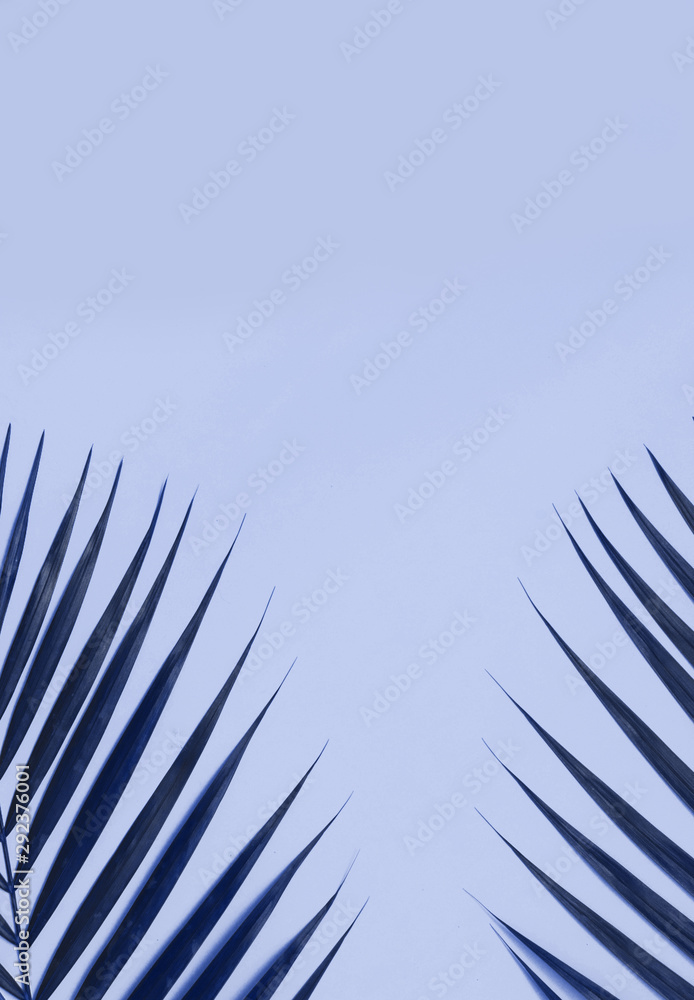 Fototapeta premium Palm leaves on colorful background with copy space.