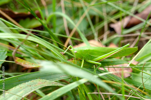 grasshopper on grass © Bohdan