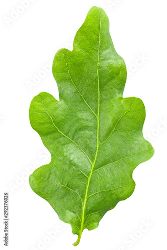 green oak leaf on a white background