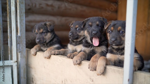 German shepherd puppies. Many funny German shepherd puppies. head newborn puppies top view