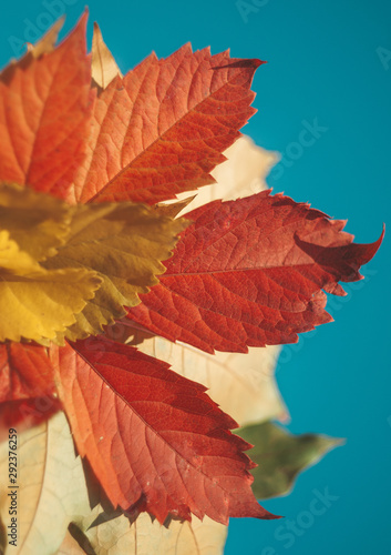 The autumn leaves on blue sky background.