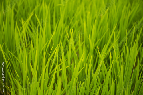 fresh Green Grass. Nature background